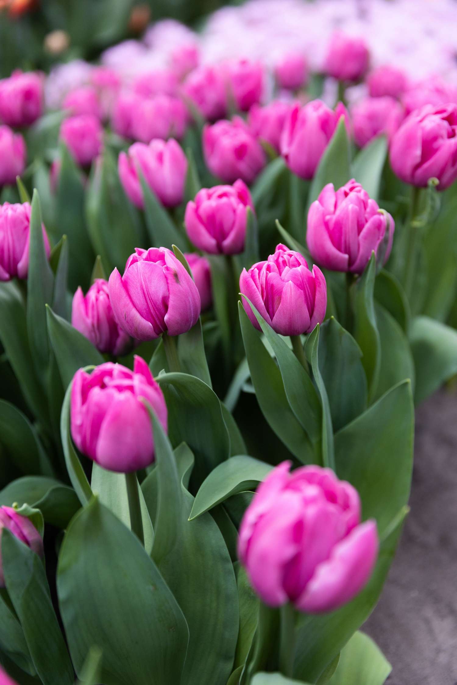 Tulppaani 'Double You'